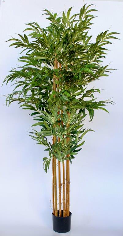 Tall Large Bamboo Plant In Pot